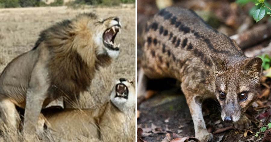 比起雄獅的20秒，馬島靈貓身為交配時間最長的動物，「一次8小時不休息」 其實它們的目的很單純