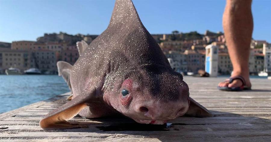 豬和鯊魚雜交？義大利出現神秘生物！背如鯊魚面似豬，專家：這就是海豬