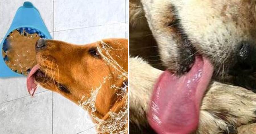 狗狗肢體語言大解讀，一個舔的動作，就包含了七種不同的原因！