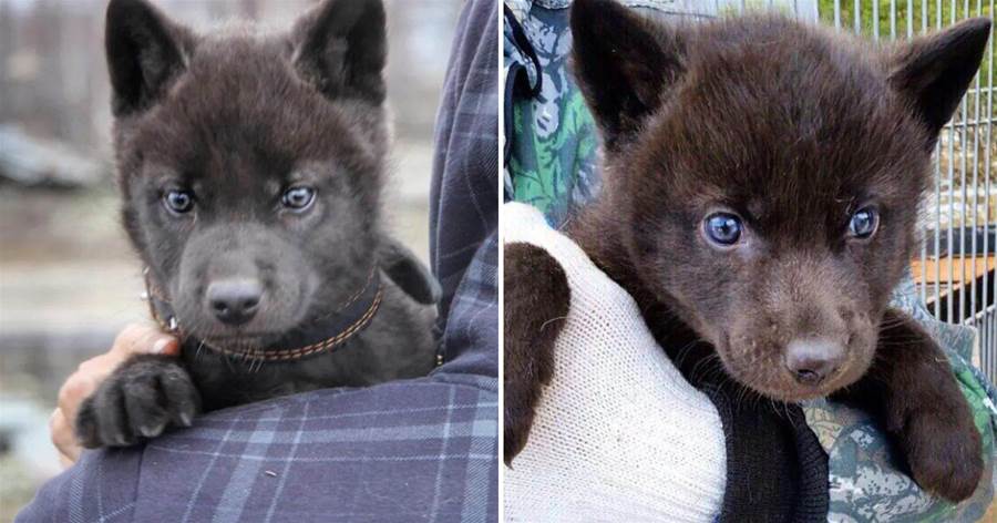 撿回來一只藍眼雪橇犬，養了4個月后帶去看獸醫：這不是狗！