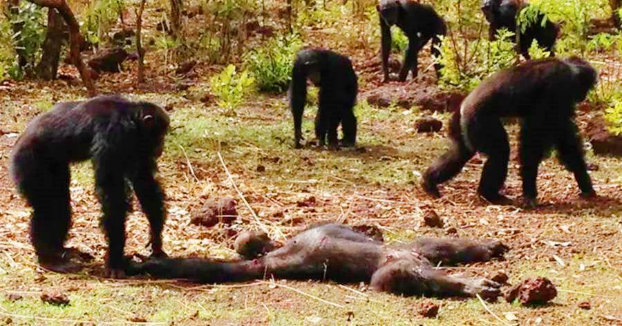 6只黑猩猩聚餐吃掉1只大猩猩幼崽，偶爾還會抓猴子吃，黑猩猩表示：猴腦最有營養！