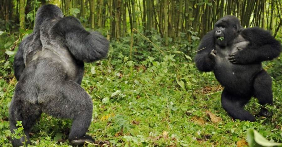 不同類人猿的較量！27只黑猩猩圍攻7只銀背大猩猩，銀背幼崽無一倖免還被吃掉一個，黑猩猩為何熱衷捕食靈長類？