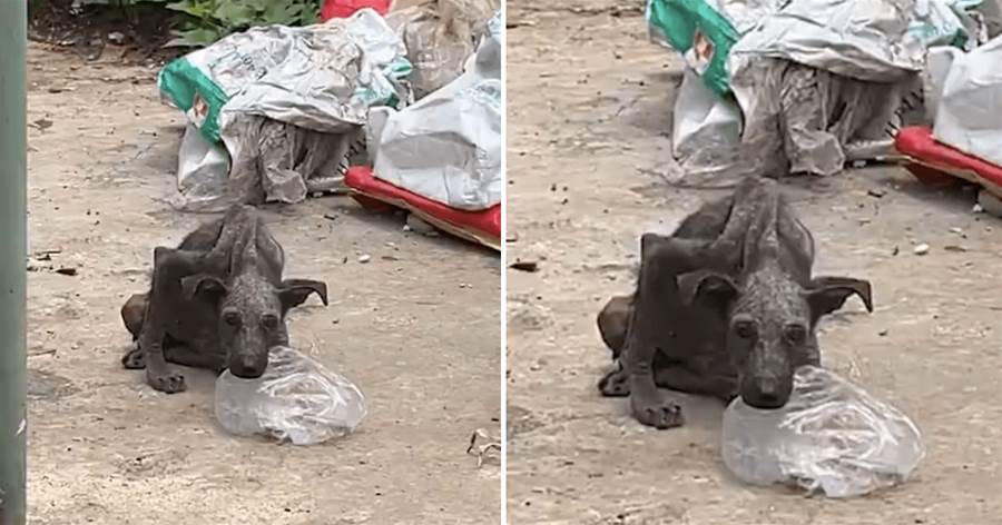 流浪狗寄居在垃圾站，瘦成「皮包骨頭」，被女子收養40天后，模樣變化驚呆眾人