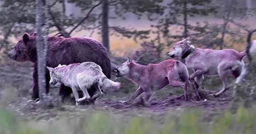 母熊進食馬鹿，7只狼沖來奪食，東北虎咬死頭狼，蹲下吃起馬鹿來
