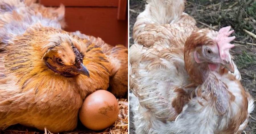 超級蛋雞364天可產371枚蛋，12個月后雞冠蒼白、羽毛脫落被迫下崗