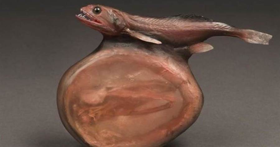 自然界最恐怖的魚，強行吞噬比自己重10倍的食物，撐破肚子而亡