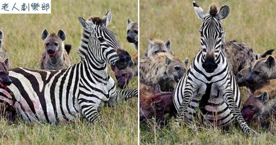 懷孕斑馬慘遭鬣狗掏肛，斑馬還沒咽氣鬣狗就吃飽了