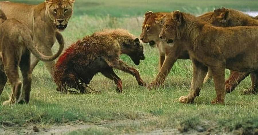 落單鬣狗遭獅群圍攻，「為活命竟掏肛自己」，獅子的做法太高明