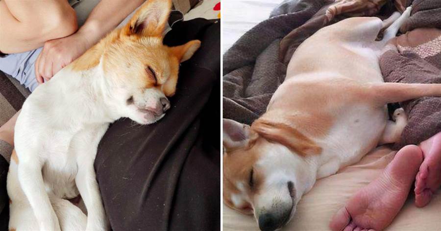 狗狗喜歡黏著你睡覺，是因為愛你？那你就錯了！