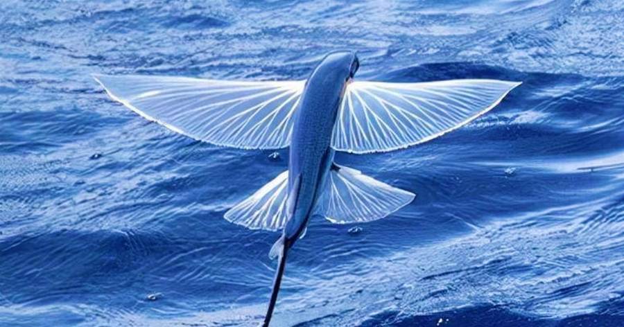 會飛的魚數億年「進化出雙翼」，最遠能飛400米，卻不知自己的「魚生更慘」