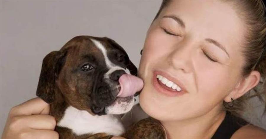 狗狗「舔人」很臟？原來它舔你，是想告訴你6件事