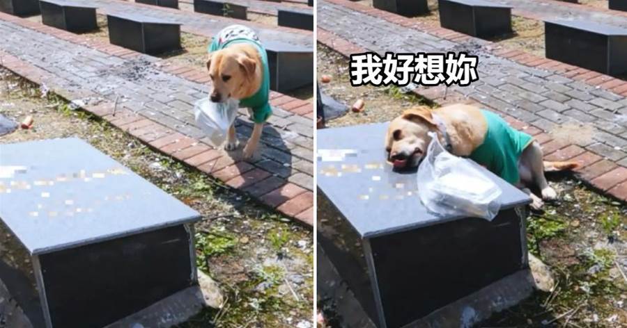 一條狗到墓地給爺爺送清明果，趴在墓碑上不愿離去，汪：偶好想你
