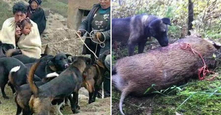 大涼山出現攆山狼，火燒頭掃把尾，驅黑熊斗豺狼，追得野豬累趴下