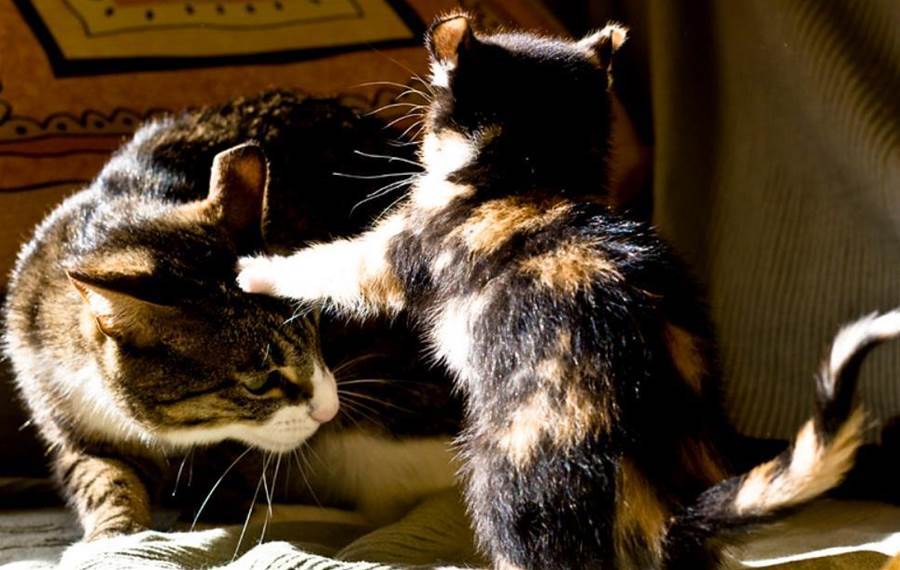 貓咪最常見「感謝」主人的五個行為，主人不能拒絕牠，不然會影響你們的感情