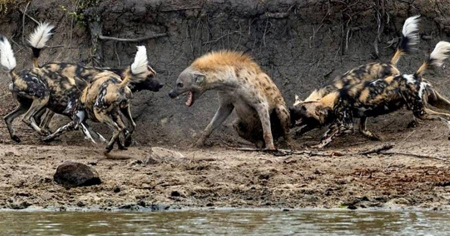 5只非洲野犬圍攻1只鬣狗，不斷攻擊其尾部，鬣狗蹲著不敢起來，最后跳入水中逃跑
